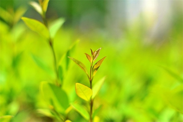 朋友圈怎么讽刺虚伪的人(精选50句)