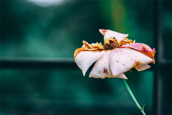 往事依依(精选2篇)