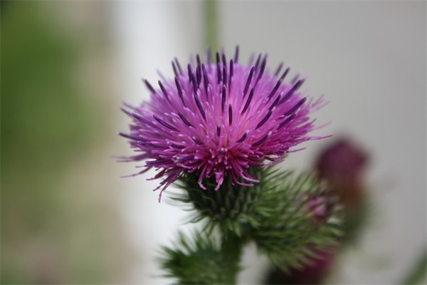 2024酒店管理专业求职自荐信大全(精选3篇)