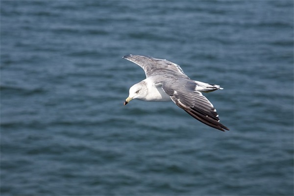 怎样向女生表白的话 浪漫表白情话大全(精选47句)