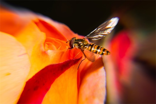 感谢老师的话简单明了 感谢老师的话简单明了二年级