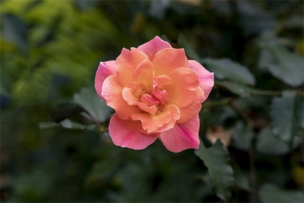 适合压力大发的朋友圈汇总 压力大累想发个朋友圈