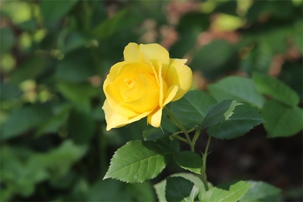 坎坷人生路经典话语 坎坷人生最经典语句(精选31句)