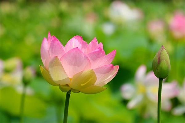 简短人生格言座右铭 人生格言座右铭 爱情 简短