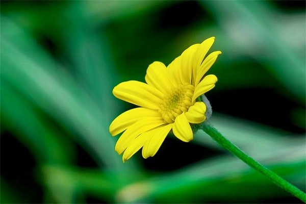 作为学生代表讲话稿(精选4篇)