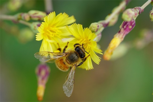 适合亲姐妹发朋友圈的话(精选47句)