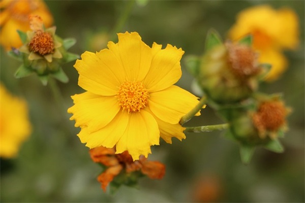 女性最有魅力的座右铭(精选46句)