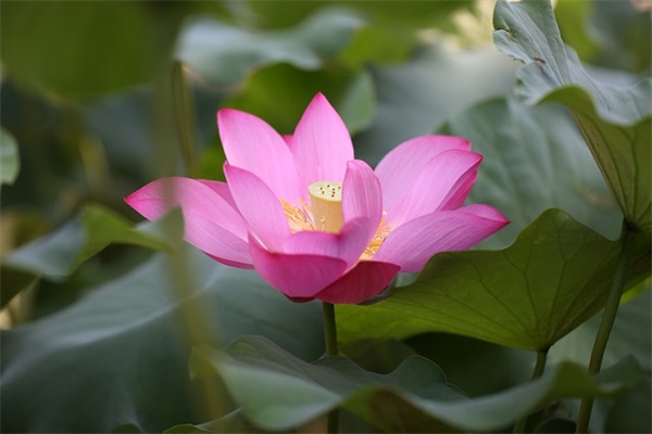 晚安文案简短吸引人(精选41句)