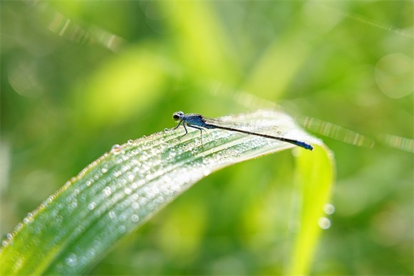 立夏文案，分享给你(精选77句)