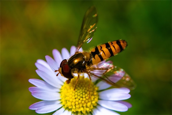 猪年中秋节短信81句