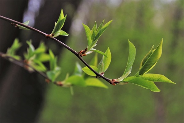 初五接财神短信83句