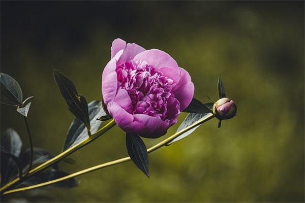 元旦节日祝福短信81句