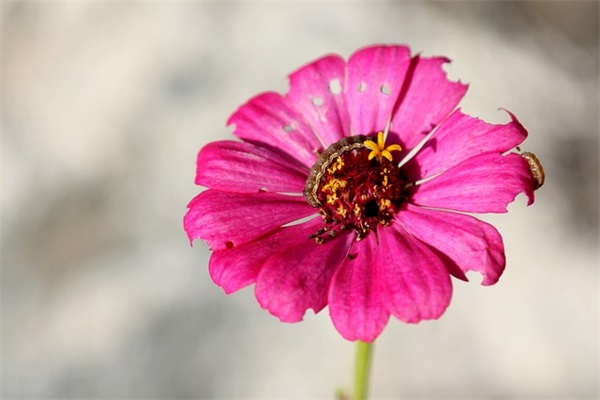 情人节送女朋友的短信81句