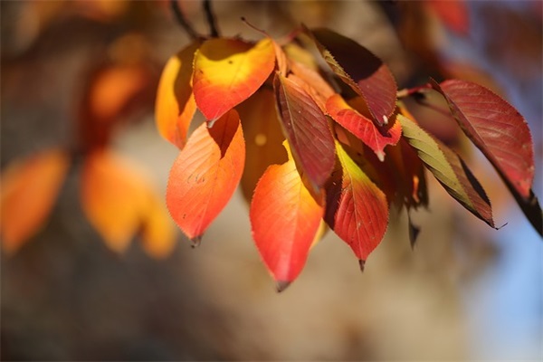 教师节祝福短信大全81句