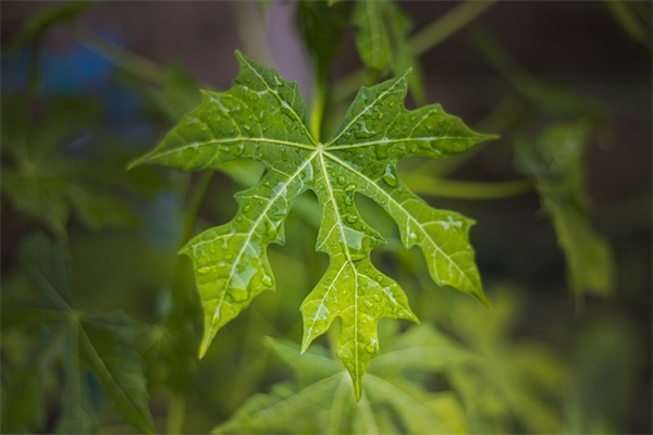 狗年客户拜年短信83句