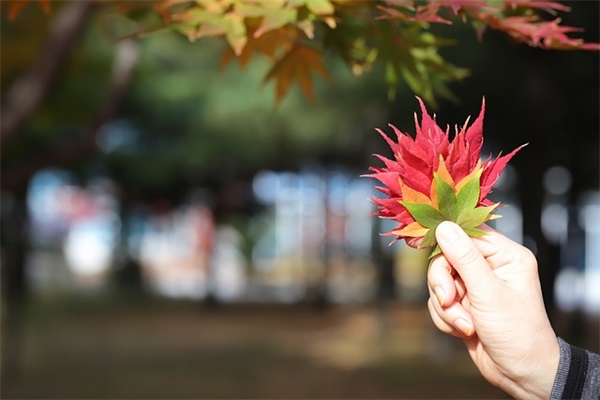 狗年春节问候短信83句