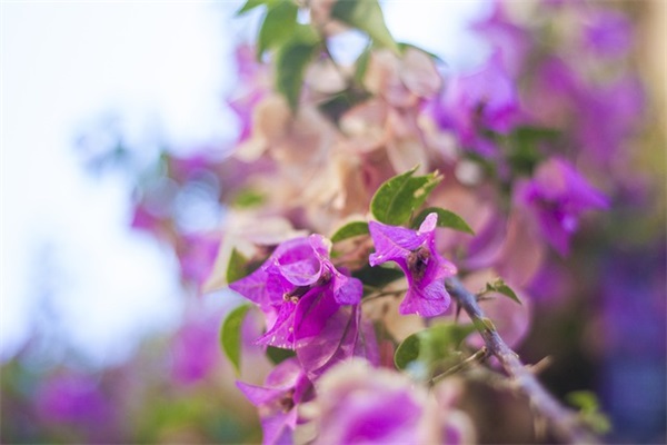 春节发给领导的短信81句