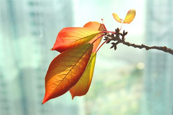 愚人节给情人短信81句