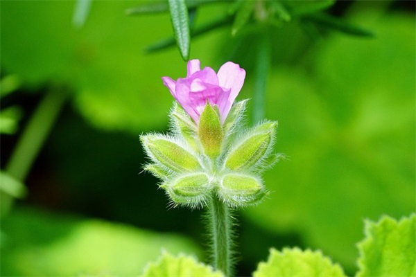 母亲节问候短信大全81句
