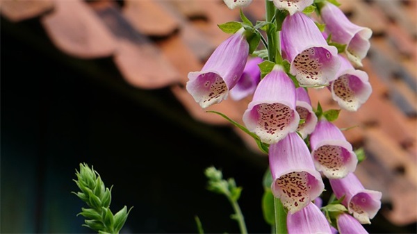 2025年元旦短信大全81句