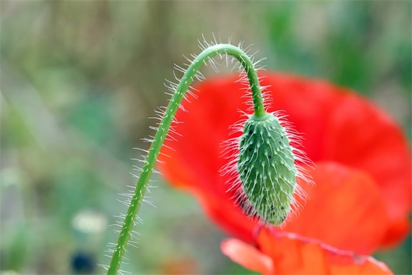 早上8点多到开封去哪吃特色小吃早点？