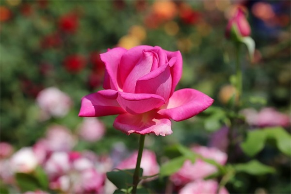 正宗腊八粥的配料有哪些？| 正宗腊八粥的配料表