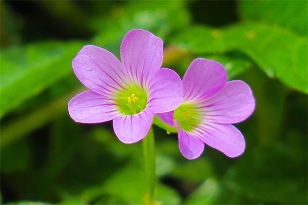 适合写给老师的文案(精选29句)