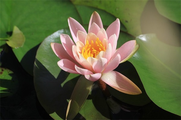 激励自己的座右铭 积极向上有激励的座右铭