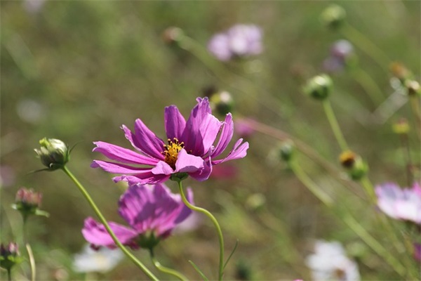 一段描写老人与孙子们享受天伦之乐的话(精选25句)