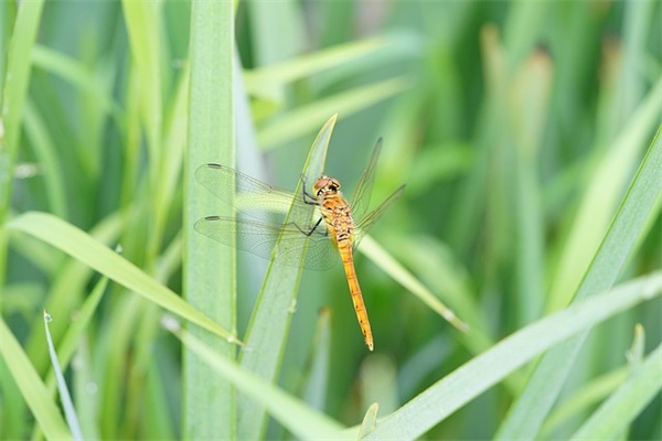 企业顾问岗位职责(精选4篇)