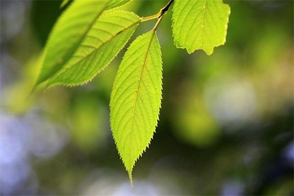 最伤感的qq昵称(精选136个)