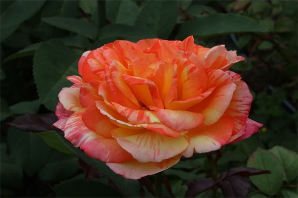 花开的漂亮怎么赞美(精选39句)