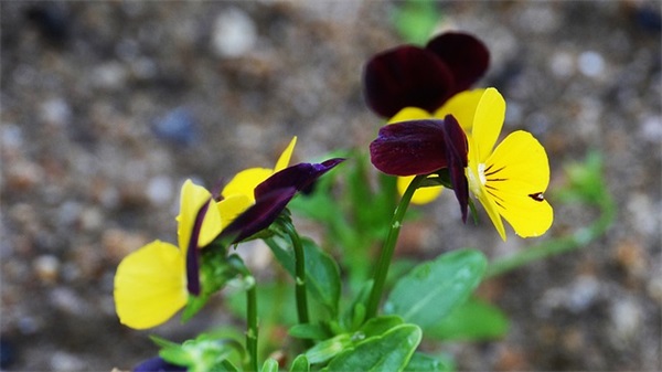 十字好句大全 一年级十字好句大全(精选78句)