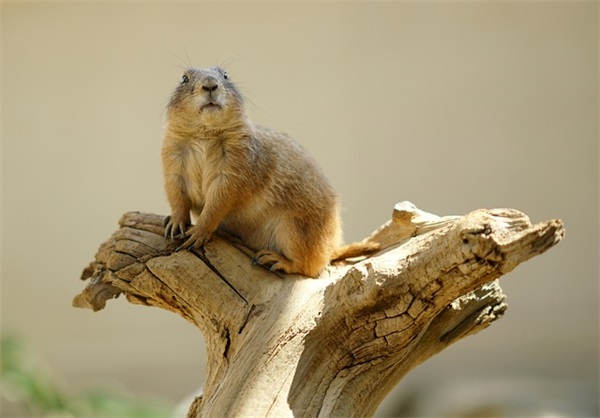 谚语大全摘抄 农业谚语摘抄大全(精选80句)