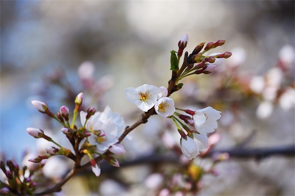 奶茶店宣传语 奶茶店宣传广告(精选84句)