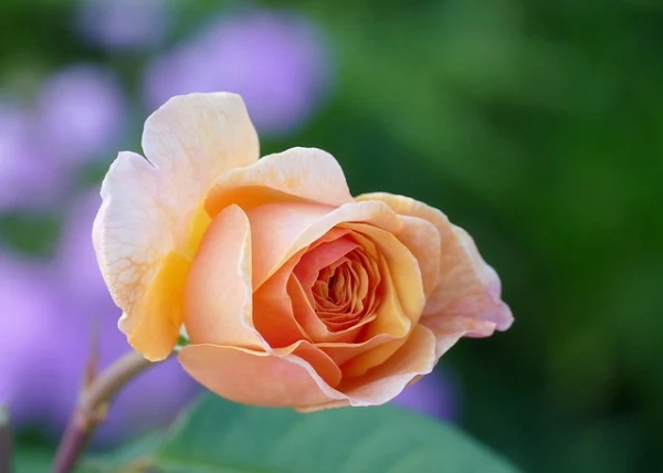 简短积极向上的座右铭汇总 座右铭大全励志