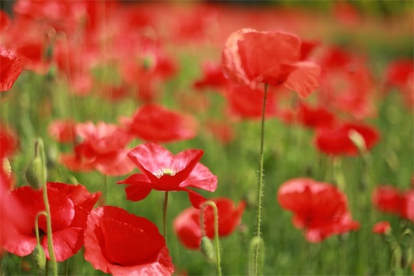 党员励志格言座右铭 儿童励志格言座右铭(精选47句)