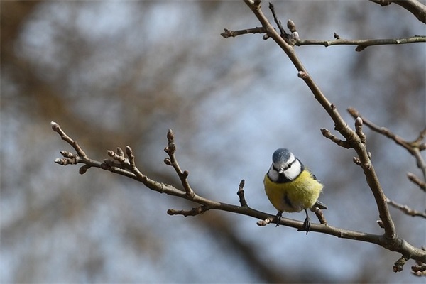 表白女生的古诗 女生向男生表白的古诗句(精选37句)