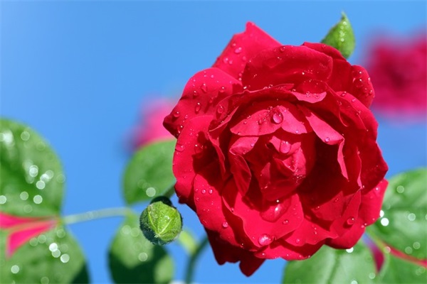 兄弟备注大全集 给兄弟的备注(精选161句)