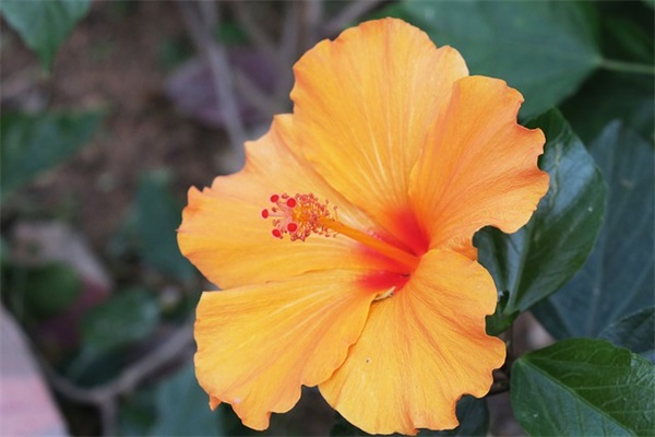 给情人的一段真心情话(精选35句)