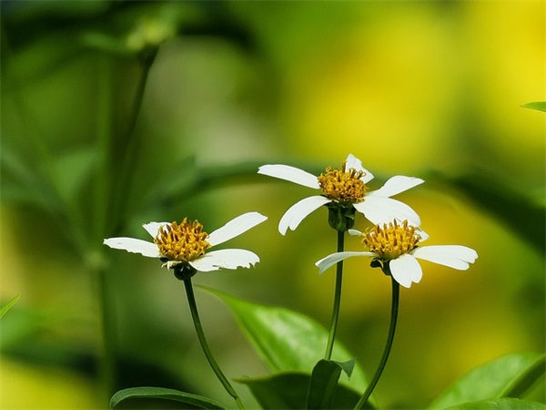 名人的经典座右铭 经典名人座右铭大全(精选46句)