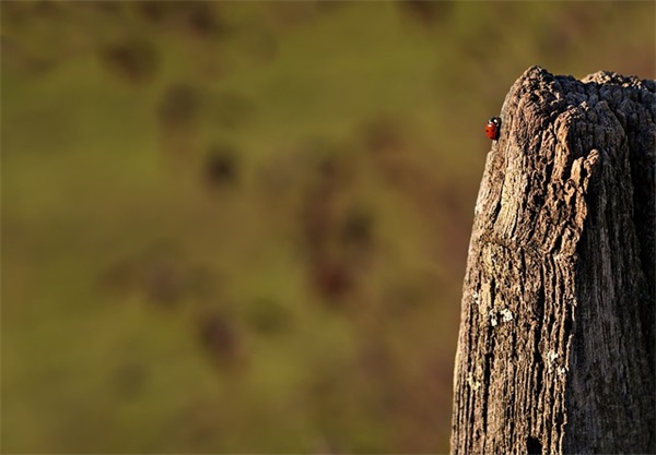 18岁生日朋友圈文案致自己推荐(精选35句)