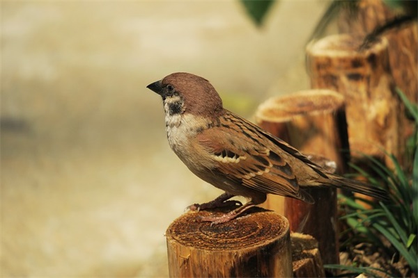 无所畏惧的个性签名，超励志(精选44句)