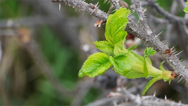 关于快手的文案 快手短句文案(精选36句)