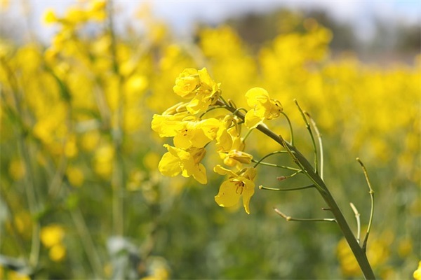 关于保护树木的宣传语(精选57句)