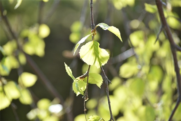 大班毕业班孩子对老师的感谢的话摘录(精选25句)