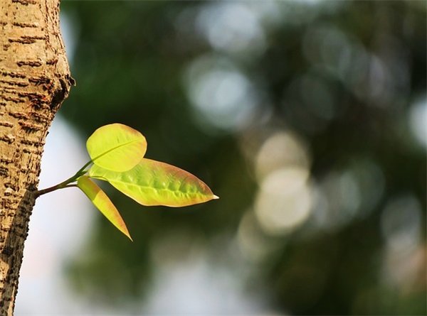 圣诞节快乐的短信82句