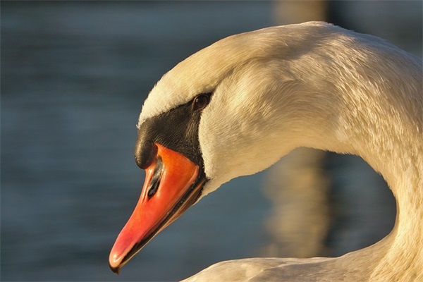 情人节的搞笑短信87句