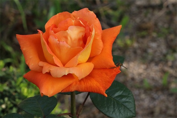 2025年新年短信贺词80句