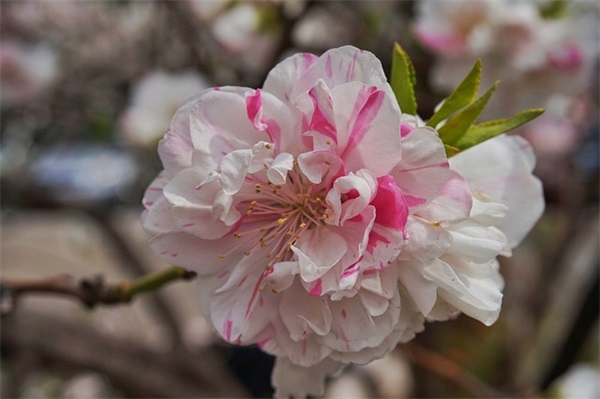 房地产中秋祝福短信82句